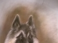 Ritratto cane gatto cavallo da tua foto in 24 ore disegno matita A4 idea  regalo