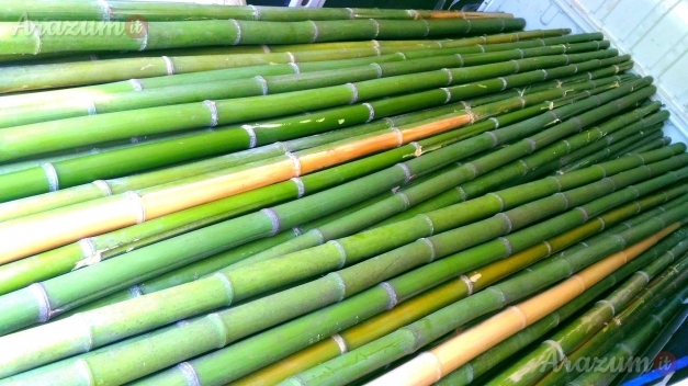 Canne di bambù - bambu