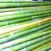 Canne di bambù - bambu