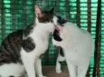 Giulietta & Romeo, la scelta di due gatti !