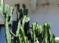 Piante di euphorbia