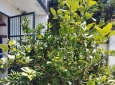 Piante di limone e pompelmi