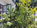 Piante di limone e pompelmi