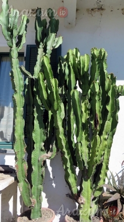 Piante di euphorbia