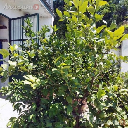 Piante di limone e pompelmi