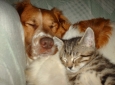 Lezioni sulle malattie del cane e del gatto