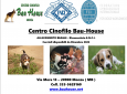 Cuccioli di Beagle