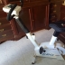 CYCLETTE ERG 2000 3