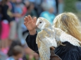 FALCONERIA DAL 2010