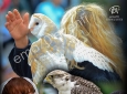 I FALCONIERI