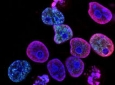 Laureato impartisce lezioni/ripetizioni di biologia per il superamento del test di ingresso alle facoltà ad indirizzo sanitario