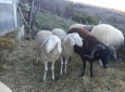 regalo pecore domestiche solo amanti degli animali