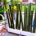 Vendo canne di bambù bambu con diametro da 1 a 10 cm. 6