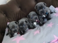 Cuccioli bulldog francese blu con pedigree.