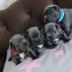 Cuccioli bulldog francese blu con pedigree. 2