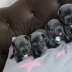 Cuccioli bulldog francese blu con pedigree.