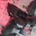 Cuccioli bulldog francese blu con pedigree. 3
