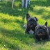 Cuccioli bulldog francese blu con pedigree. 4