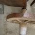 Antica ruota in legno 5