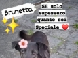 Cagnolina cerca famiglia. Brunetta