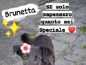 Cagnolina cerca famiglia. Brunetta