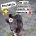 Cagnolina cerca famiglia. Brunetta