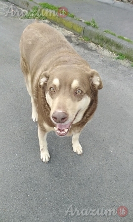 Cagnolino in cerca di Adozione. Cipolla