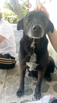 Cagnolina cerca famiglia. Bella