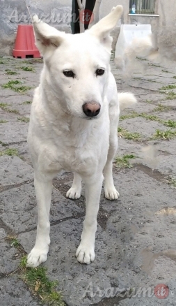 Cagnolino cerca adozione