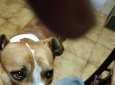 Urgente cagnolino cerca adozione