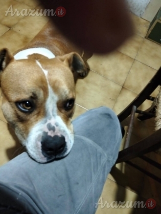 Urgente cagnolino cerca adozione
