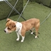 Urgente cagnolino cerca adozione 3