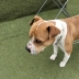 Urgente cagnolino cerca adozione 5