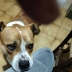 Urgente cagnolino cerca adozione