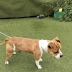 Urgente cagnolino cerca adozione 6