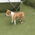 Urgente cagnolino cerca adozione 4