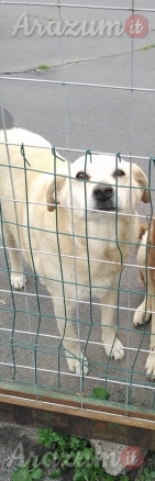 Cagnolino dolcissimo cerca amore