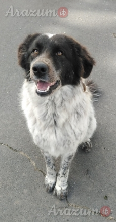 Cagnolina giocherellona cerca adozione