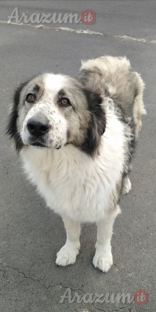 Cagnolina aspetta te