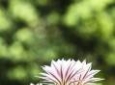 Cactus Equinopsis multi Fiori continui profumati