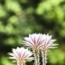 Cactus Equinopsis multi Fiori continui profumati