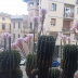 Cactus Equinopsis multi Fiori continui profumati 2