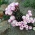 Cactus Equinopsis multi Fiori continui profumati 3