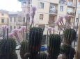 Cactus Equinopsis multi Fiori continui profumati !