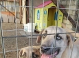 Cuccioli in Adozione