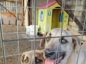 Cuccioli in Adozione