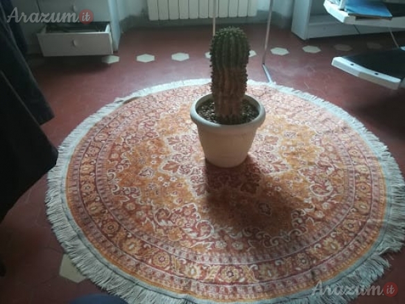 Cactus Equinopsis multi Fiori continui profumati