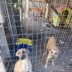 Cuccioli in Adozione 6