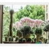 Cactus Equinopsis multi Fiori continui profumati ! 2