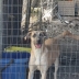 Cuccioli in Adozione 5